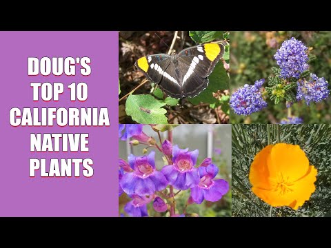 What is the main type of vegetation in LA?