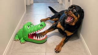 Overdramatic Animals That Will Make You Smile
