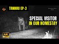 Living with Wild Animals | Homestay in Jim Corbett Where Tiger Comes Regularly - Tanhau Series 4K