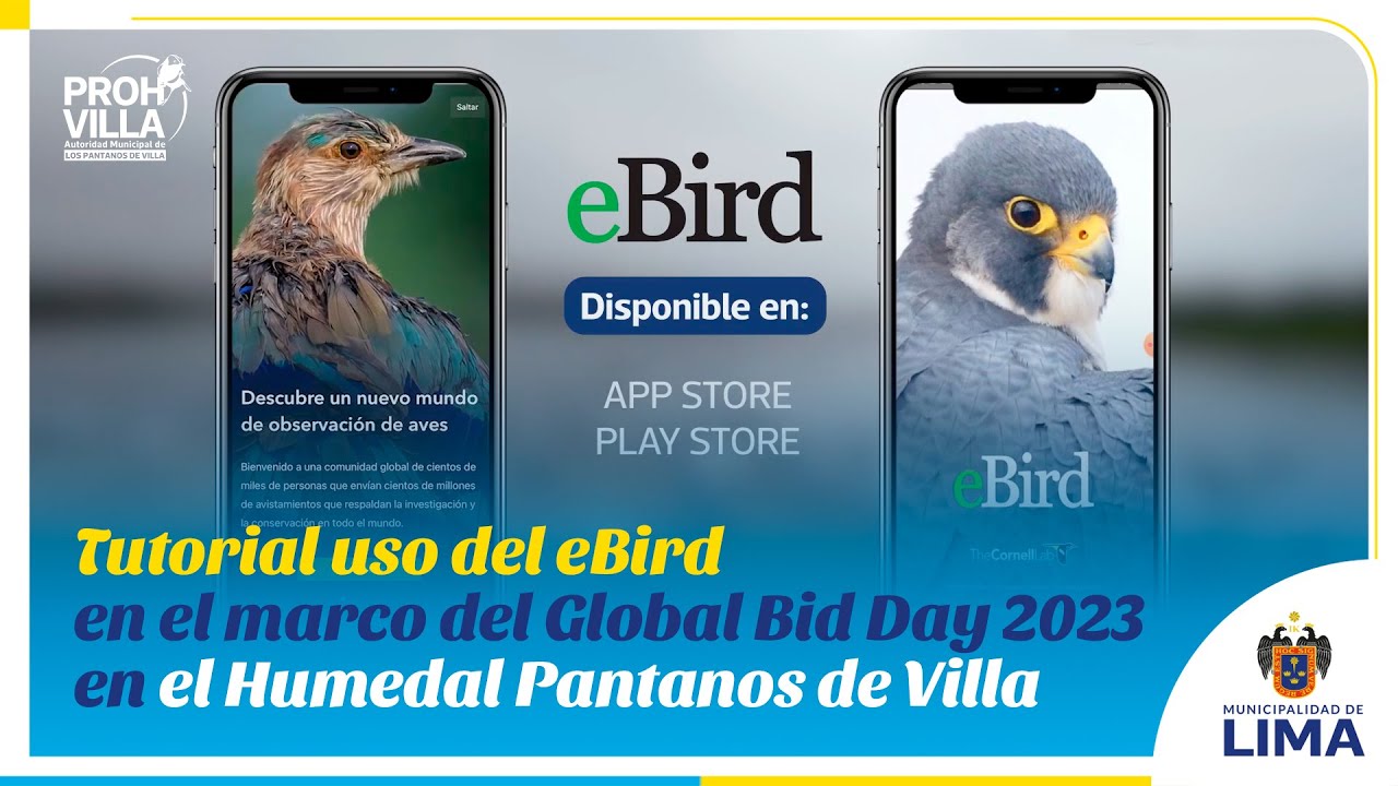 Tutorial Uso Del EBird En El Marco Del Global Bid Day 2023 En El ...