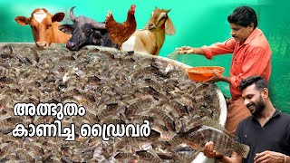 കൃഷിയിൽ അത്ഭുതം കാണിച്ച ഡ്രൈവർ | Tilapia Fish Farming | Chitralada | fish farming at home | free20