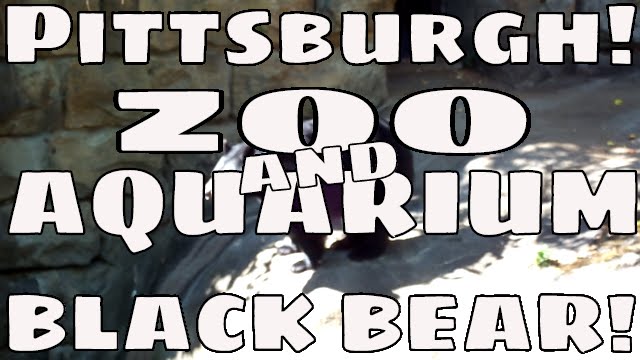 Pittsburgh: Zoo & Aquarium Black Bear - YouTube