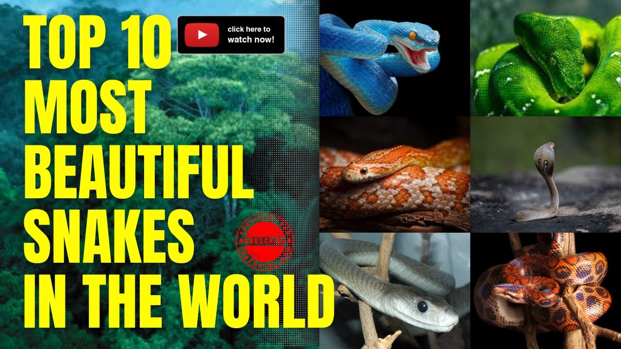 Top 10 Most Beautiful Snakes In The World: A Fascinating Look At Nature ...