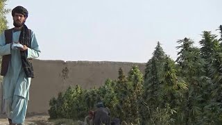 Under Taliban rule, no changes so far for cannabis farmers | AFP