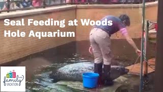 Seal Feeding at Woods Hole Aquarium | Family Vacation Critic