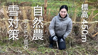 自然農のエンドウ豆支柱立て作業　Japan countryside vlog