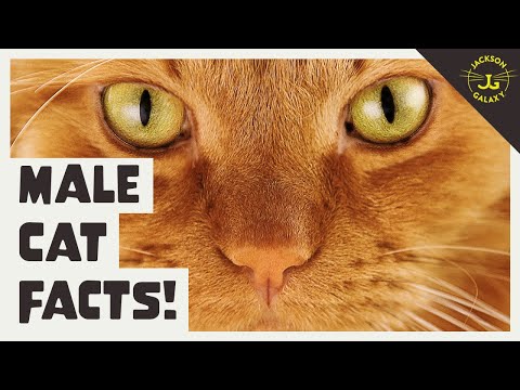 How do male cats act around a female in heat?