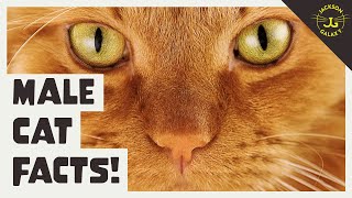5 Facts About the Male Cat!