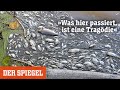 Fischsterben in der Oder: »Was hier passiert, ist eine echte Tragödie« | DER SPIEGEL