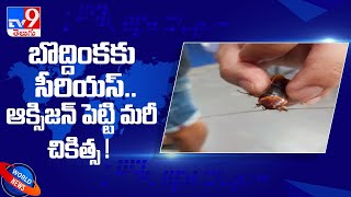 Man spots injured cockroach on road, takes it to vet for treatment  -TV9
