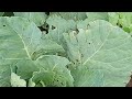 cabbage leaf black spot!!! xhantomonas cabagge bacteria recipes