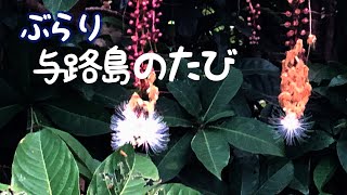 【ぶらり旅】与路島のたび