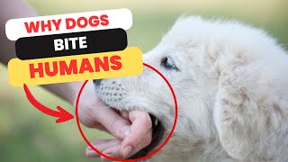 When Dog Bites Owner: 10 Hidden Reasons Behind Canine Nips