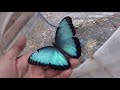 Butterflies How to Hatch your own Blue Morpho Butterflies! (Morpho helenor)