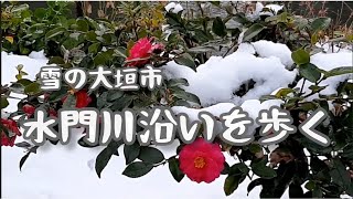 雪の大垣「水門川沿いを歩く」大垣市　2025年2月8日