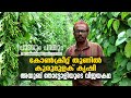 കോൺക്രീറ്റ് തൂണിൽ കുരുമുളക് കൃഷി | VIETNAM MODAL PEPPER CULTIVATION | AYOOB THOTTOLI |