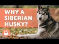 ADVANTAGES of Adopting a SIBERIAN HUSKY 🐺 (Top 5 REASONS)