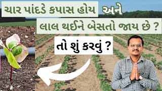 ચાર પાંદડે કપાસ હોય અને લાલ થઈને બેસતો જાય છે, તો શું કરવું ? કપાસ પીળો પડી બેસી જાય છે ?