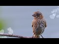 Penyakit bakteri mata House Finch (Mycoplasma gallisepticum)