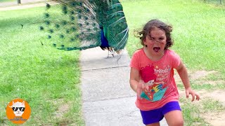 Baby and Animal - Funny Babies At The Farm || Just Funniest