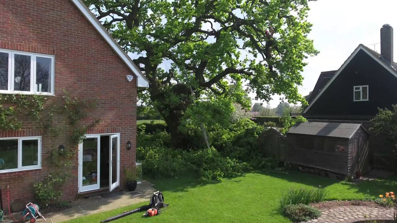 Pruning An Oak Tree Youtube