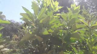 Thai red Jambura plant with fruit #viralvideo #agriculture #plants #natural