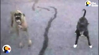 Police Officer Calms Aggressive Dogs | The Dodo