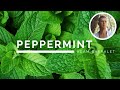 Peppermint - The Oil of Clarity