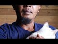 pecinta kucing