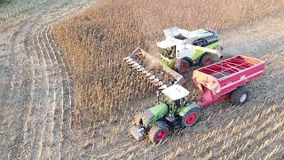 2x Claas Lexion 7700 zber slnečnice 2023 #1