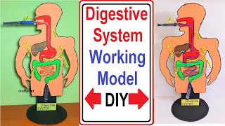 digestive system working model science project for exhibition - simple easy steps diy | craftpiller