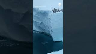 Emperor penguin chicks seen cliff diving on camera for first time
