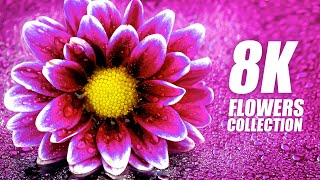World of Flowers in 8K VIDEO ULTRA HD 60FPS