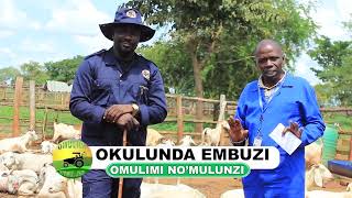 Okulunda embuzi part two