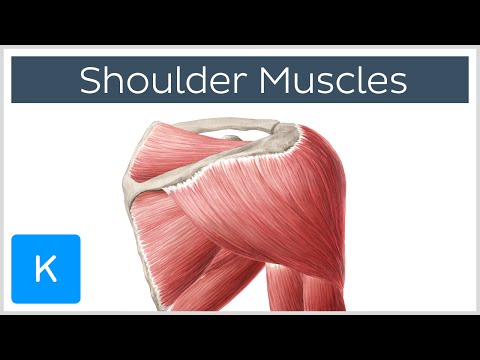 What is the muscle on top of your shoulder called?