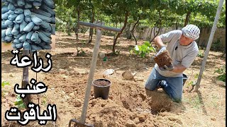 زراعة شتلة العنب الاسود الياقوت Planting Moon Drop Grapes seedlings