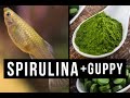 ♞How to feed Spirulina to your guppy Guppies & fries  Vlog_#01✔