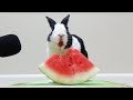 Rabbit eating watermelon ASMR