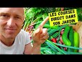 Récolte hebdomadaire au potager #02 - Juin 2021