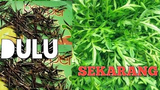 CARA MENANAM KENIKIR DARI BIJI//TERNYATA SANGAT MUDAH