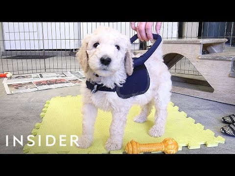How Puppies Train To Be Guide Dogs How Puppies Train To Be Guide Dogs