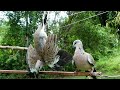 How To Catch Dove With Traditional Creative Trap - The Best Dove Trap