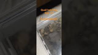 0tqfNUyk6XI