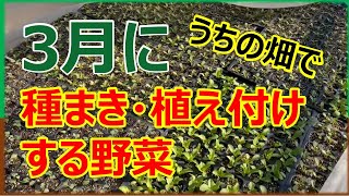 3月にうちの畑で種まき・植え付けする野菜