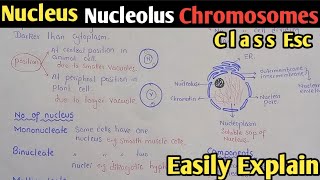 Nucleus | Nuclear Membrane | Nucleolus | Chromosomes | Nucleus Structure | Nucle