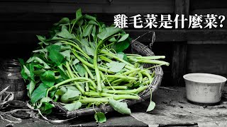 什麽時候種植雞毛菜最好？雞毛菜是一種什麽品種的蔬菜？