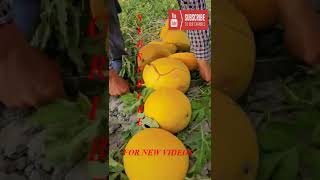 Farm Fresh Ninja Fruit Tik Tok China EP 15
