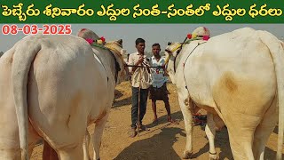 పెబ్బేరు శనివారం ఎద్దుల సంత | Pebbair Saturday Bulls market | Oxen prices | 08-03-2025 @purnafarms