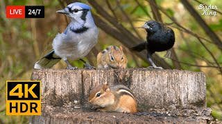 24 7 Live Cat Tv No Ads Perfect Birds And Squirrels For Cats Dogs To