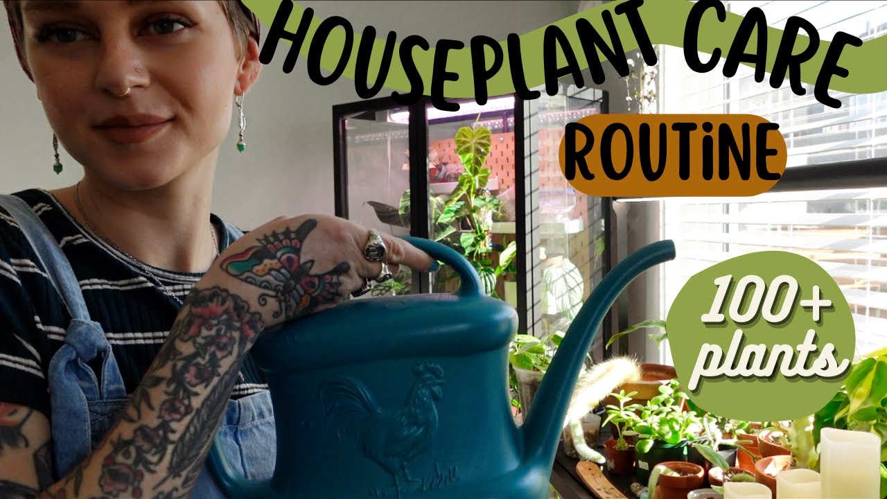 My Houseplant Routine | How I Care For 100+ Plants! - YouTube